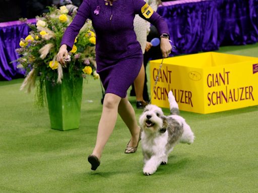 How to Watch the 2024 Westminster Dog Show Online Today