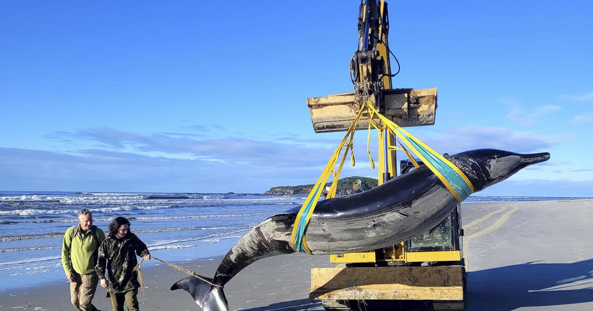 Creature that washed up on New Zealand beach may be world's rarest whale — a spade-toothed whale