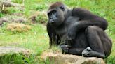 Cincinnati Zoo's Gorilla Gifted 'World's First 3D-Printed Titanium Cast' to Heal Her Broken Arm