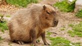 Capybaras are the toy business's new unicorn