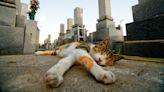 Cat's Touching Visit to Late Sister's Grave Is So Bittersweet