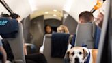 When pups fly: BARK Air, the world's first airline for dogs, take first flight