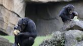 Los chimpancés perfeccionan su capacidad de aprendizaje a lo largo de la vida