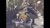 Mujer que remaba en parque de Florida presencia espeluznante canibalismo de caimanes