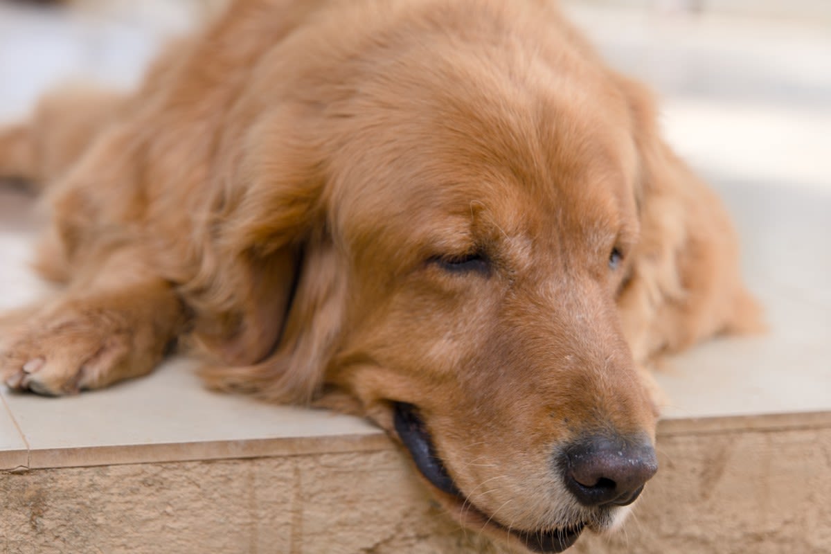 Golden Retriever Has Epic Meltdown When Walking Time Is Over