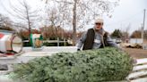 What can I do with my old Christmas tree? Recycling gives back for next year's tree