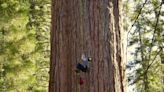World’s largest tree ‘General Sherman’ scaled for first time for health check