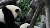 Panda diplomacy is back: China sending two bears to Washington