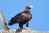 Wedge-tailed eagle