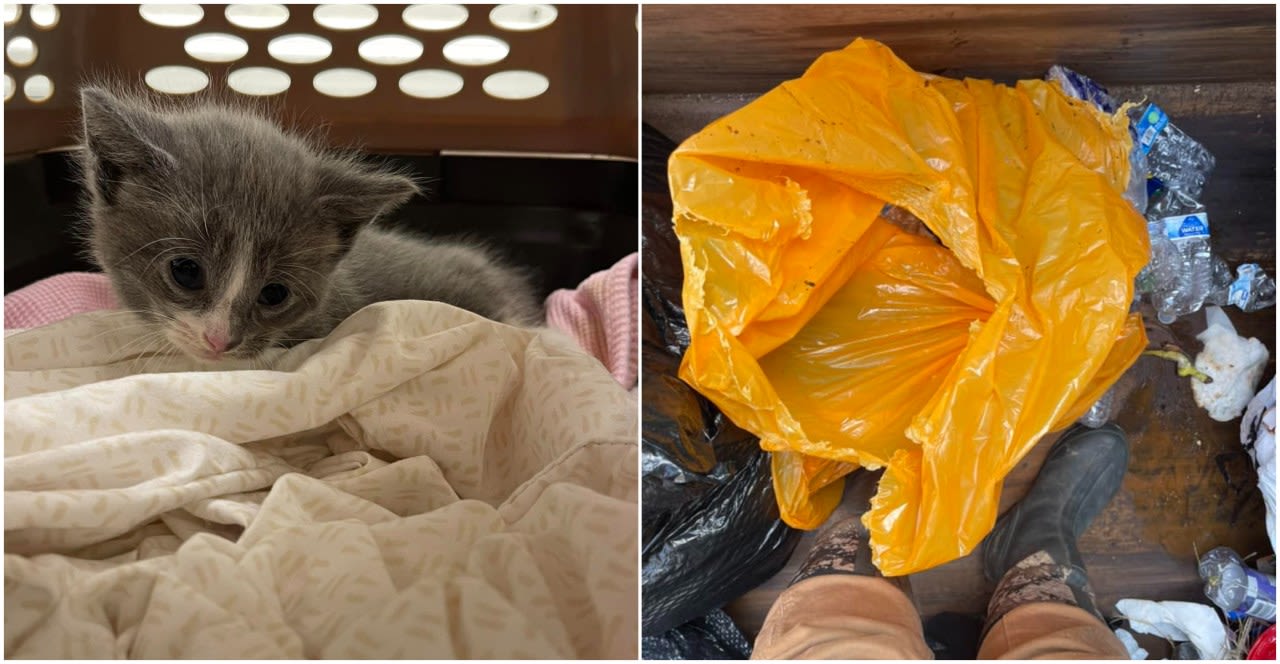 Bag of kittens found in Prince Edward trash compactor, only one survived