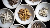 Should people eat insects instead of meat? Experts explain the benefits of bugs