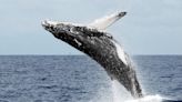 Cuándo es el avistamiento de ballenas en Colombia; conozca los lugares para disfrutarlo