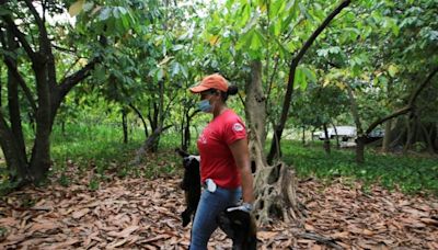 Außergewöhnliche Hitzewelle in Mexiko führt dazu, dass Affen tot von den Bäumen fallen