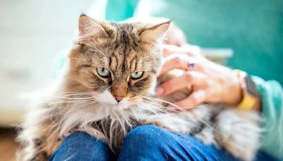 Cómo surgió la frase "señora de los gatos" y por qué es ofensiva para algunas mujeres