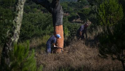 Portugal looks to put new twist on cork industry