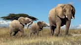 African Elephants May Have Unique Names For Each Family Member, Much Like Humans Do