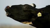 Bird flu detected in Benton County dairy cows