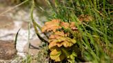 New shoots growing on Sycamore Gap tree give hope it might live on