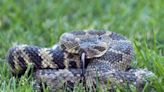 Rattlesnakes are active in California as weather warms. Here’s how to avoid getting bitten