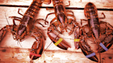 Buy an NFT, Get Maine Lobster Shipped to Your Door