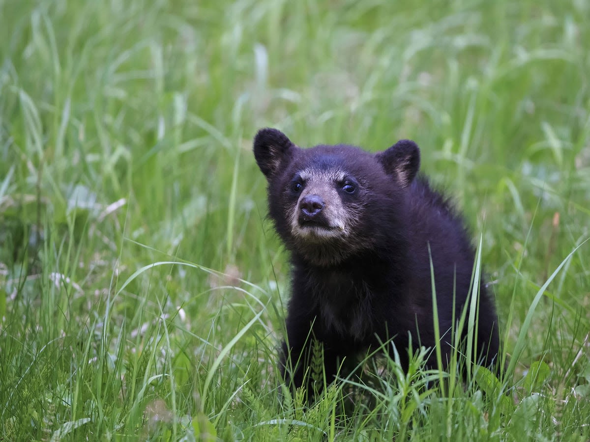 Killing of black bear cub splits town of Tahoe after homeowner shoots dead and claims it advanced on him and dog