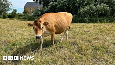 Man riding Jersey cow 'unacceptable and shocking', farmer says