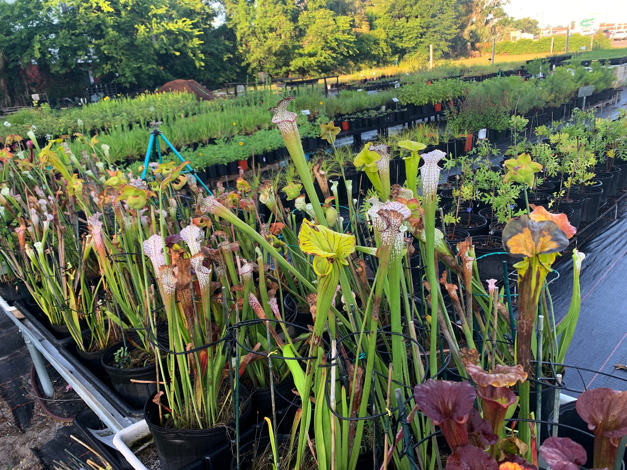 University of Florida's Native Plant Nursery to hold annual plant sale on campus this weekend