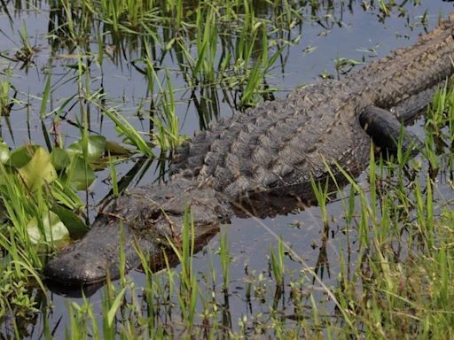 Video muestra a gigantesco caimán que la policía llamó un ‘total dinosaurio’ en Florida