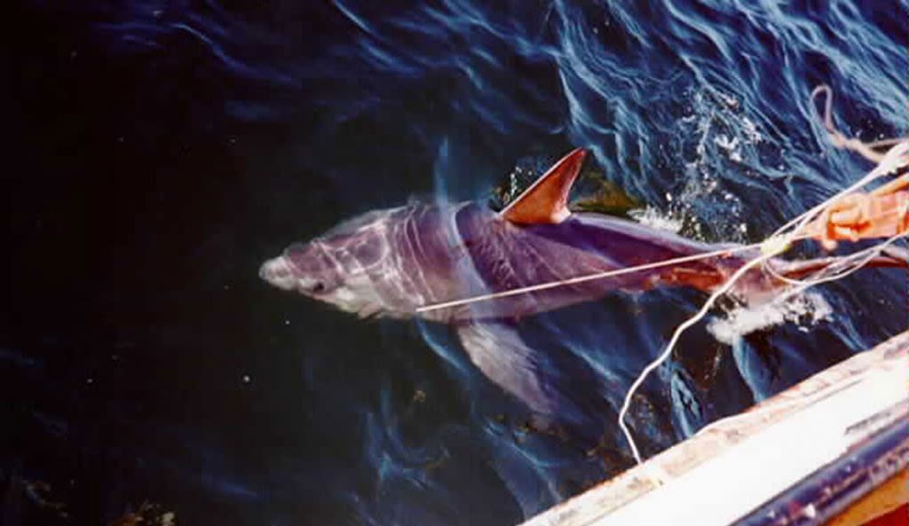 8-Foot Pregnant Shark Monitored By Researchers Eaten By Another Larger Shark