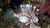 Invasive lionfish have spread south from the Caribbean to Brazil, threatening ecosystems and livelihoods