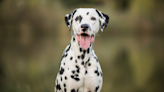 Man's Real-Life ‘101 Dalmatian’ Situation Is Straight Out of a Movie