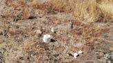 Look: Used toilet paper 'all too familiar' a sight at Yosemite National Park