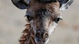 Baby Giraffe Dies After Being 'Unexpectedly Startled' At North Carolina Zoo