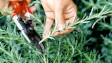 Learn How to Harvest Rosemary with These Simple Tips