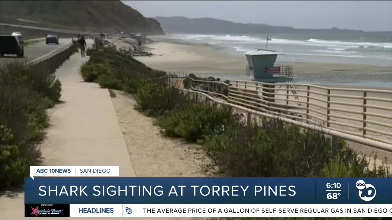 Shark sighting off Torrey Pines State Beach prompts warning for beachgoers