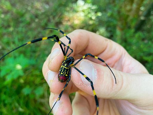 Joro spiders are moving up the East Coast. Will they reach New England soon?