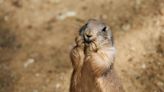 Prairie Dog Who's Excited to See His Mom Can't Stop Yelling 'Yahoo'