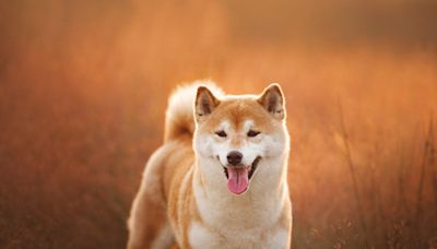 Dogecoin, Floki, Shiba Inu Tumble After Iconic Japanese Dog Who Inspired Their Creation Passes Away At 18