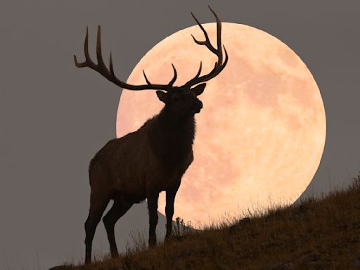 July's full 'Buck Moon' rises this week — and signals a big lunar transition is on the way