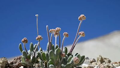 Esta flor de especie única está en riesgo de extinción ante la fiebre del litio