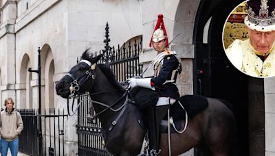 King Charles’ Guard Horse Bites Tourist Posing at London Museum