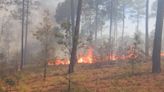 Nueve incendios forestales en el estado; afectan 6 mil 600 hectáreas