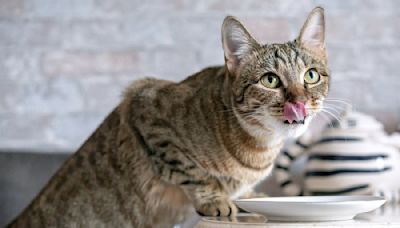 Cat Mom Teaches Her Tabby an Adorable Trick Set to Shania Twain Mic Drop