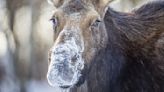 Stop – don't feed that moose, however sweet it looks