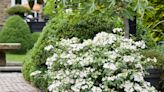 The Garden Guy: Here comes the Fairytrail Bride Hydrangea, all dressed in cascading white