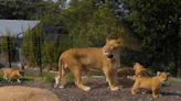 公獅帶4幼獅逃出動物園柵欄！ 遊客「被關廁所90分鐘」急避難