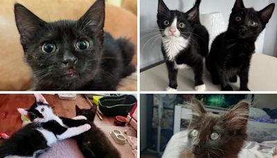 9 black cats that are up for adoption in the North East