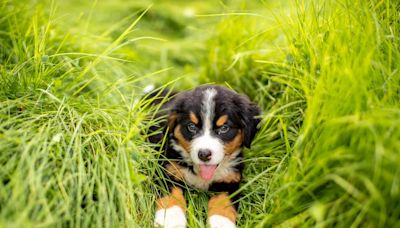 Bernese Mountain Puppy Can't Stop Leaping in Any Bush He Sees