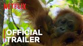 Secret Lives of Orangutans Trailer: David Attenborough starrer Secret Lives of Orangutans Official Trailer