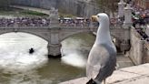 Aumentan las denuncias por los ataques de gaviotas agresivas en Roma